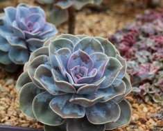 SUKULENTI: Biljke koje izgledaju vrlo efektno, a ne zahtijevaju puno brige