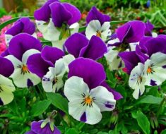 MAĆUHICA: Predivan cvijet koji ne zahtijeva previše njege