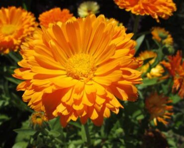 16 jednogodišnjih biljaka koje možete sami uzgojiti