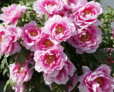 BOŽUR: 5 zanimljivosti o ovom raskošnom cvijetu