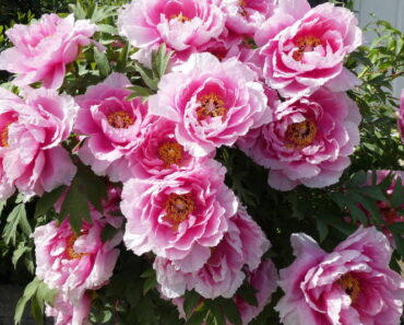 BOŽUR: 5 zanimljivosti o ovom raskošnom cvijetu