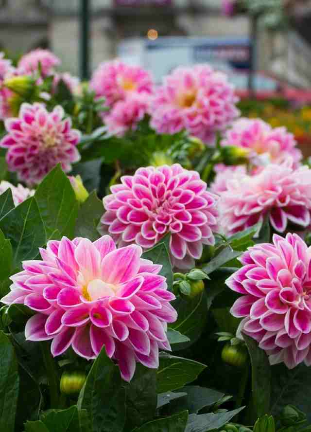 Sve o dalijama: kako ih saditi, njegovati i razmožavati