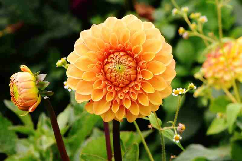 Sve o dalijama: kako ih saditi, njegovati i razmožavati