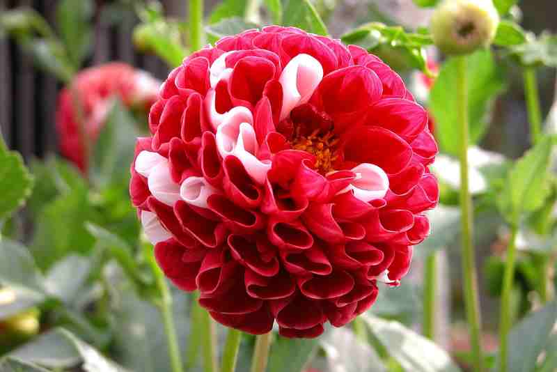 Sve o dalijama: kako ih saditi, njegovati i razmožavati