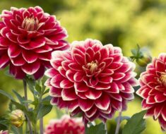 Sve o dalijama: kako ih saditi, njegovati i razmnožavati