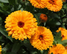 NEVEN: Koristan u vrtu, ljekovit i - jestiv!