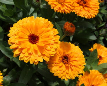 NEVEN: Koristan u vrtu, ljekovit i - jestiv!