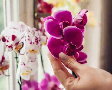 Kako oživjeti orhideje? Uz ova tri jednostavna trika sigurno ćete uspjeti!
