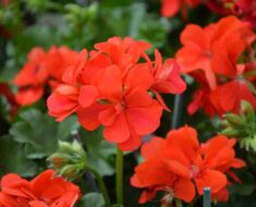 PRIRODNA ZAŠTITA: 10 biljaka kojima ćete otjerati komarce