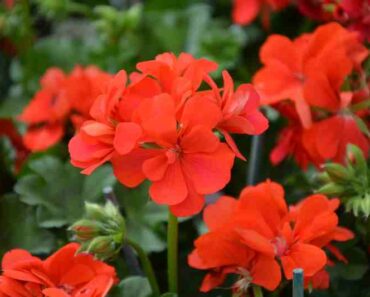 PRIRODNA ZAŠTITA: 10 biljaka kojima ćete otjerati komarce