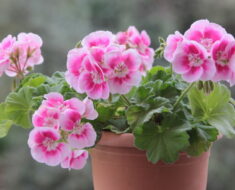 PELARGONIJA: Cvate od ranog ljeta do kasne jeseni