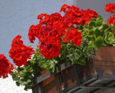 PELARGONIJA: Cvate od ranog ljeta do kasne jeseni