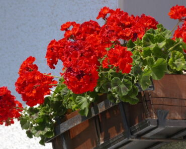 PELARGONIJA: Cvate od ranog ljeta do kasne jeseni