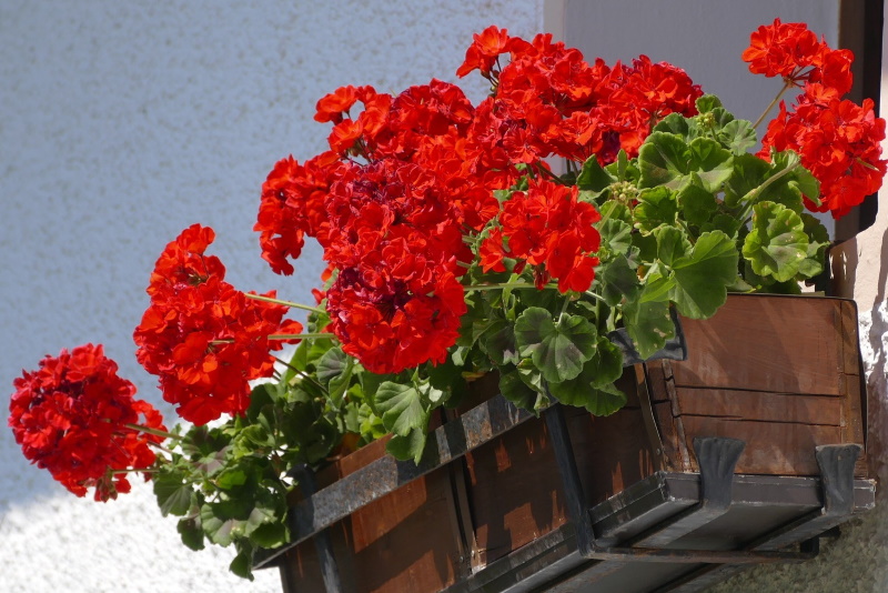 PELARGONIJA: Cvate od ranog ljeta do kasne jeseni