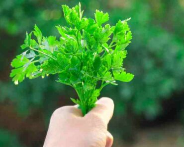 Kako uzgojiti dobar peršin – pet savjeta