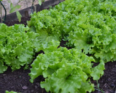 Kako uzgojiti dobru i zdravu zelenu salatu