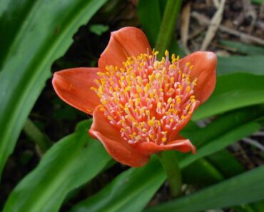 Hemantus (slonovo uho) – Upoznajte tri najčešće i najljepše sorte - Haemanthus