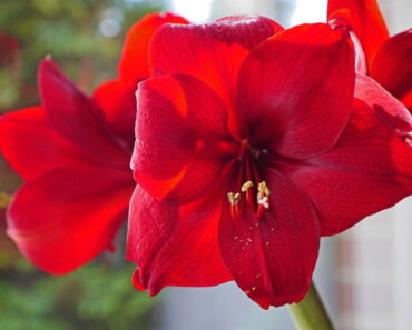 AMARILIS: Kako njegovati cvijet pred čijom ljepotom nitko ne ostaje ravnodušan