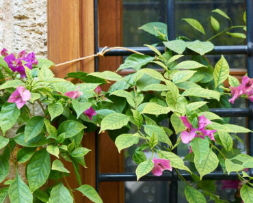 Pet razloga zbog kojih žuti lišće vašim biljkama (i kako to spriječiti)