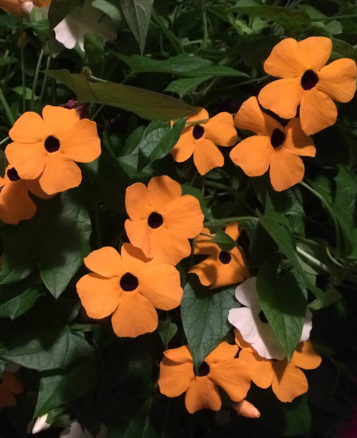 CRNOOKA SUZANA: Lijepa penjačica, raste brzo i veoma rano počne cvjetati