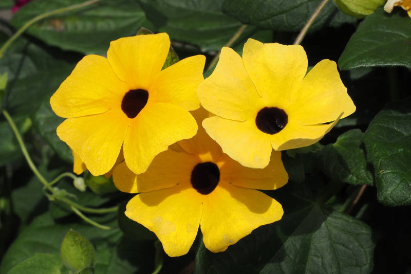 CRNOOKA SUZANA: Lijepa penjačica, raste brzo i veoma rano počne cvjetati