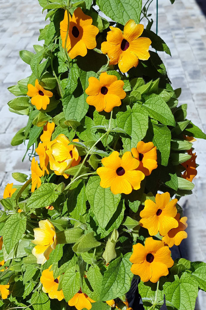 CRNOOKA SUZANA: Lijepa penjačica, raste brzo i veoma rano počne cvjetati