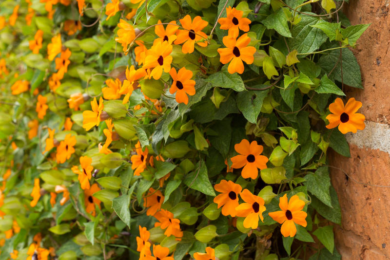 CRNOOKA SUZANA: Lijepa penjačica, raste brzo i veoma rano počne cvjetati