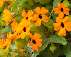 CRNOOKA SUZANA: Lijepa penjačica, raste brzo i veoma rano počne cvjetati