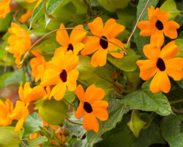 CRNOOKA SUZANA: Lijepa penjačica, raste brzo i veoma rano počne cvjetati