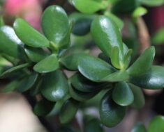 KRASULA: Otporna biljka za koju se vjeruje da privlači sreću i bogatstvo