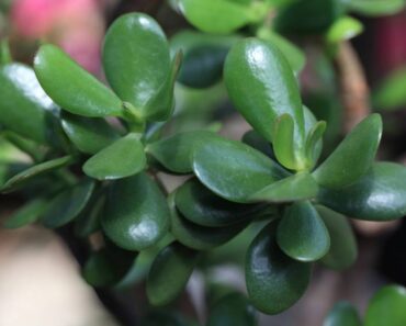 KRASULA: Otporna biljka za koju se vjeruje da privlači sreću i bogatstvo