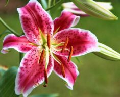 LJILJAN: Kako ga saditi i njegovati, što učiniti da bolje cvate?