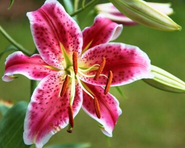 LJILJAN: Kako ga saditi i njegovati, što učiniti da bolje cvate?