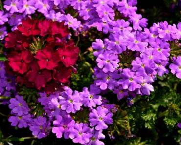 VERBENA: Izuzetno dekorativna, savršeno cvijeće za balkon