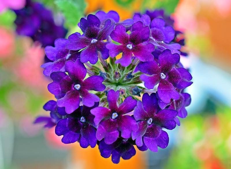 VERBENA: Izuzetno dekorativna, savršeno cvijeće za balkon