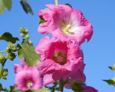 Vrtni sljez (Alcea rosea)