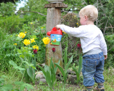Kada i kako zalijevati biljke u dvorištu i vrtu, na balkonu...