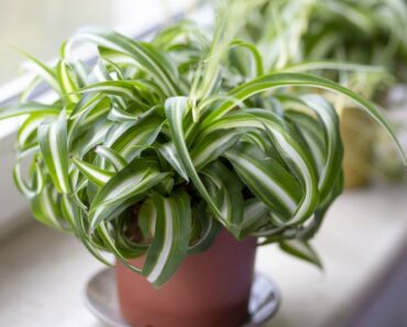 Zeleni ljiljan, kolorofit, Chlorophytum comosum