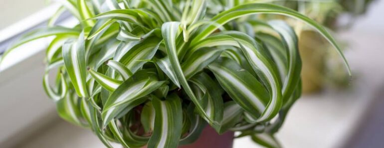 Zeleni ljiljan, kolorofit, Chlorophytum comosum