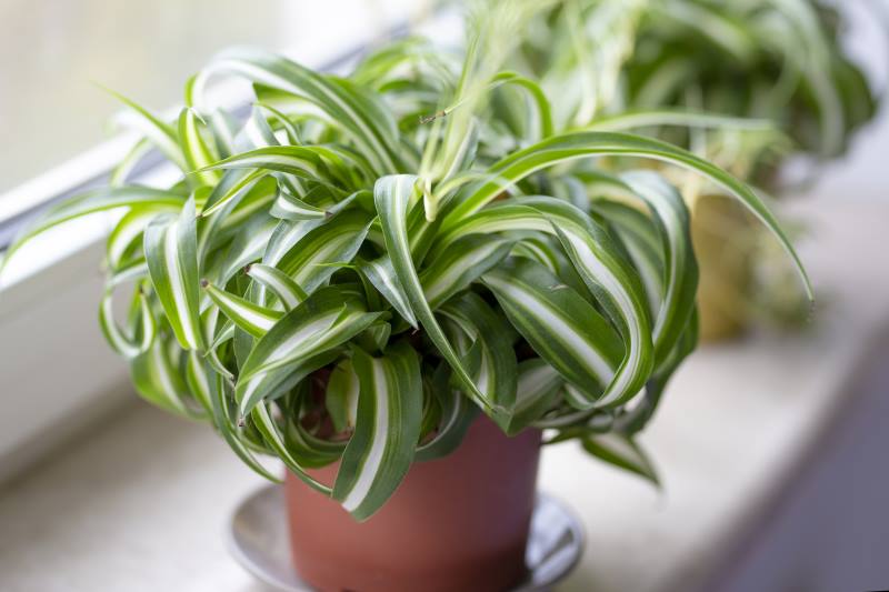 Zeleni ljiljan, kolorofit, Chlorophytum comosum