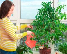 Kako tijekom zime njegovati sobno bilje da bi dobro napredovalo i lijepo izgledalo