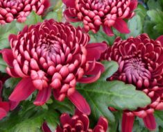 KRIZANTEME su predivno jesensko cvijeće, evo kako ih uzgojiti i njegovati