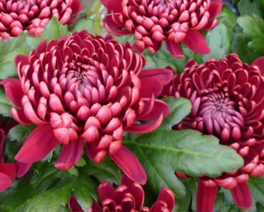 KRIZANTEME su predivno jesensko cvijeće, evo kako ih uzgojiti i njegovati