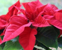 BOŽIĆNA ZVIJEZDA: Kako je njegovati? Koje sve greške pravimo i kako ih izbjeći?