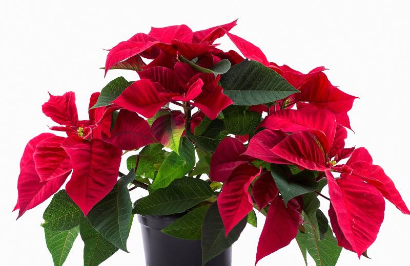 BOŽIĆNA ZVIJEZDA: Kako je njegovati? Koje sve greške pravimo i kako ih izbjeći?