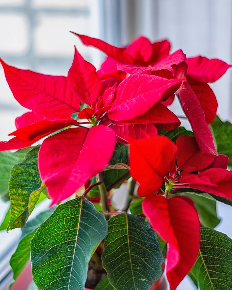 BOŽIĆNA ZVIJEZDA: Kako je njegovati? Koje sve greške pravimo i kako ih izbjeći?