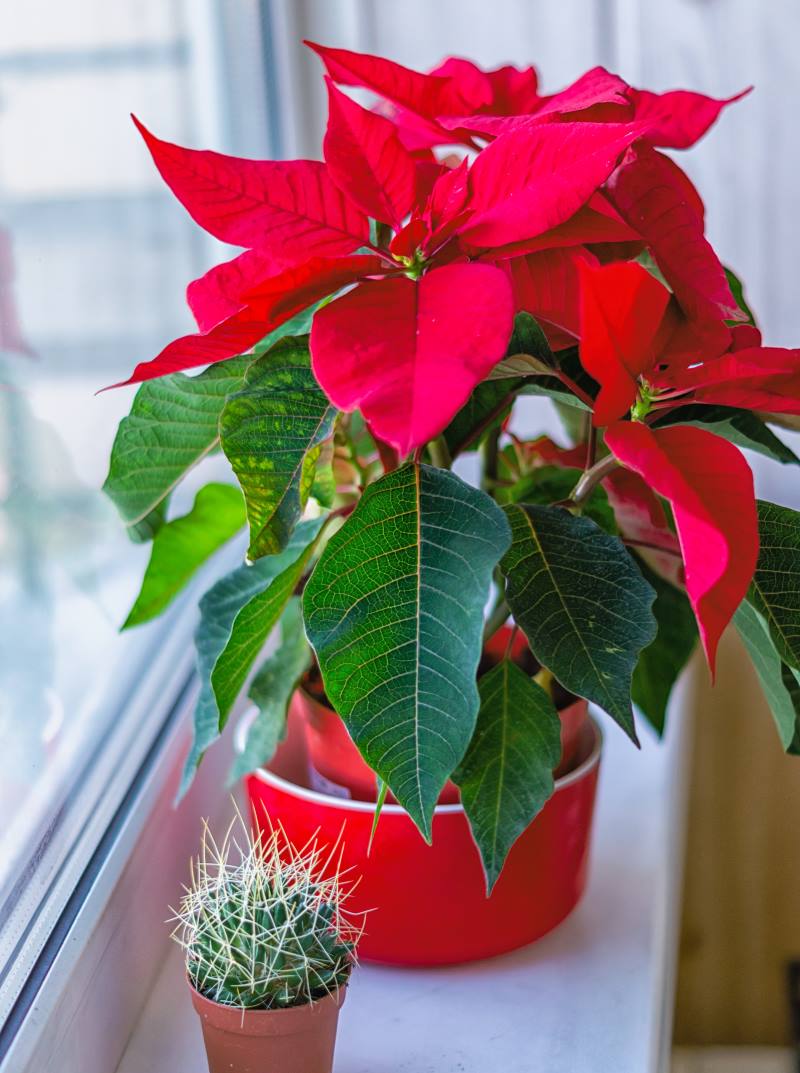 BOŽIĆNA ZVIJEZDA: Kako je njegovati? Koje sve greške pravimo i kako ih izbjeći?