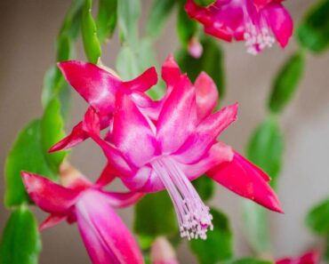 Kako njegovati božićni kaktus? Držite se ovih savjeta i vaš će ljepotan cvjetati cijelu zimu