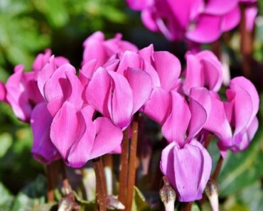 Kako njegovati ciklamu da bi cvala cijele zime, sve do proljeća?