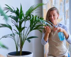 ŠEST POPULANIH SOBNIH BILJAKA: Kako ih njegovati da bi dobro napredovale?